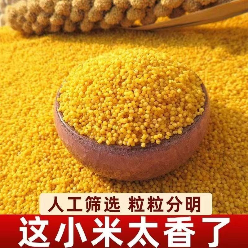 正宗东北小米3斤新鲜农家养胃糯小米月子油五谷杂粮小黄米散装
