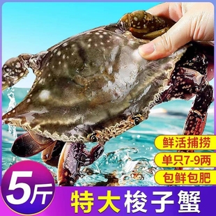 梭大蟹特冻螃蟹鲜新鲜冷海蟹水产飞蟹冷冻批发肉肥梭子蟹鲜活冻蟹