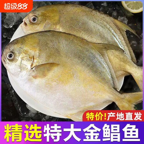 新鲜冷冻特大金鲳鱼鲜活金昌鱼冰鲜海鱼海鲜水产深鲳鳊平鱼海晶鱼