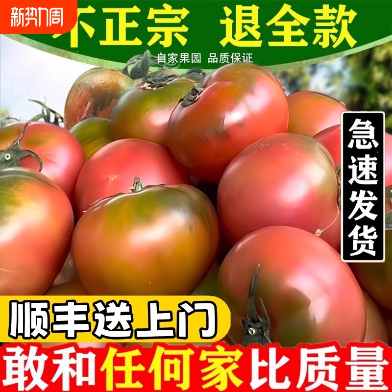 东北特产应季铁皮草莓柿子碱地新鲜水果西红柿自然熟绿腚即食番茄