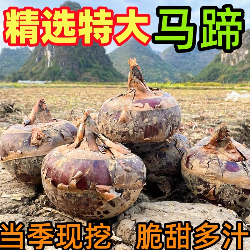 安徽特产现挖水晶马蹄