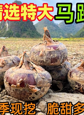 农家现挖去泥水晶荸荠马蹄大果蔬菜水果包邮农家自种红