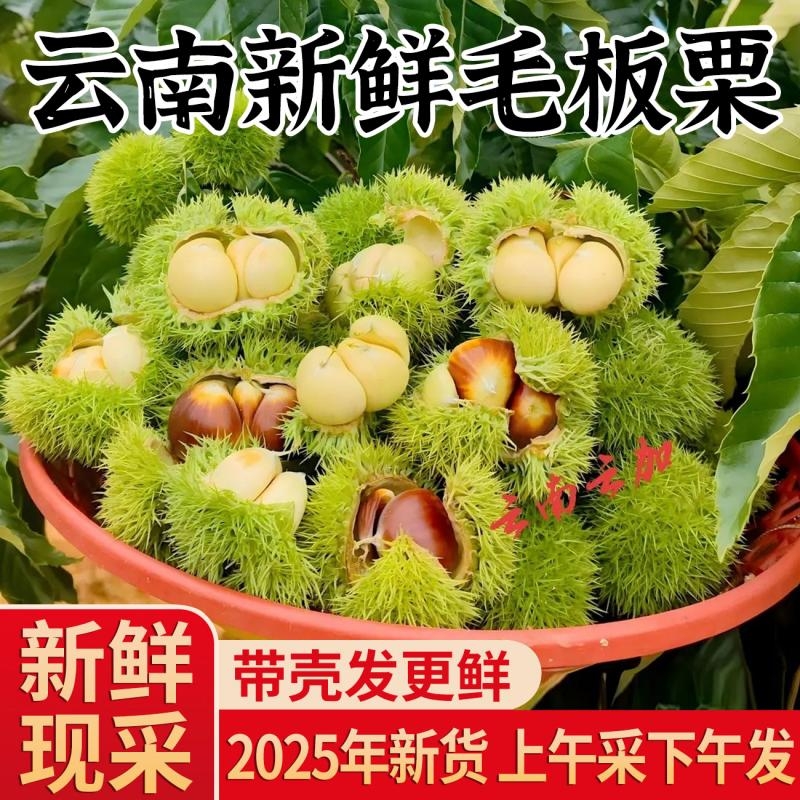 板栗2025新货当季新鲜带壳嫩刺球白皮生子球油栗毛栗球刚下树