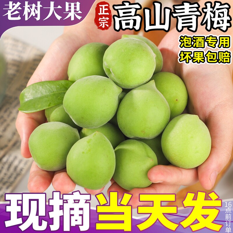 5斤大果 高山青梅鲜果现摘新鲜泡酒专用酵素酸脆高山野生梅子孕妇