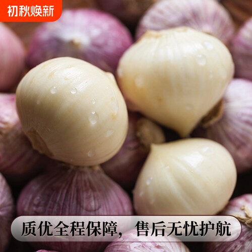 独头蒜5斤特大果|超8000次加购
