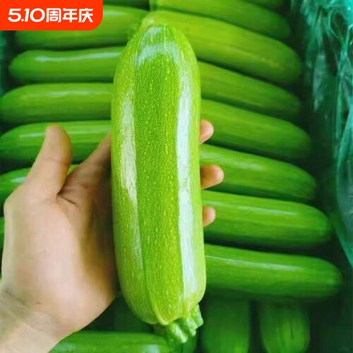 【放心菜】新鲜西葫芦小瓜角瓜三月瓜小南瓜茭瓜绿皮现摘当季蔬菜