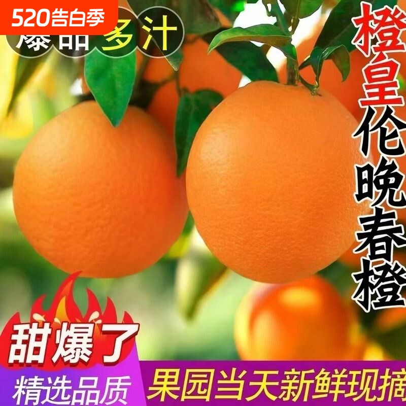 正宗伦晚脐橙水果新鲜当季整箱橙子9斤大果春橙秭归现摘手剥甜橙