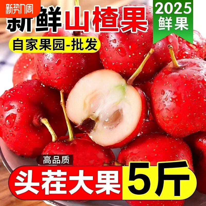 新鲜山楂鲜果棱大山楂水果冰糖葫芦大金星山里红甜红批发现摘大果