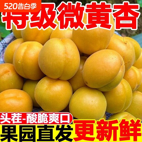现摘杏子时令大黄杏3斤水果新鲜