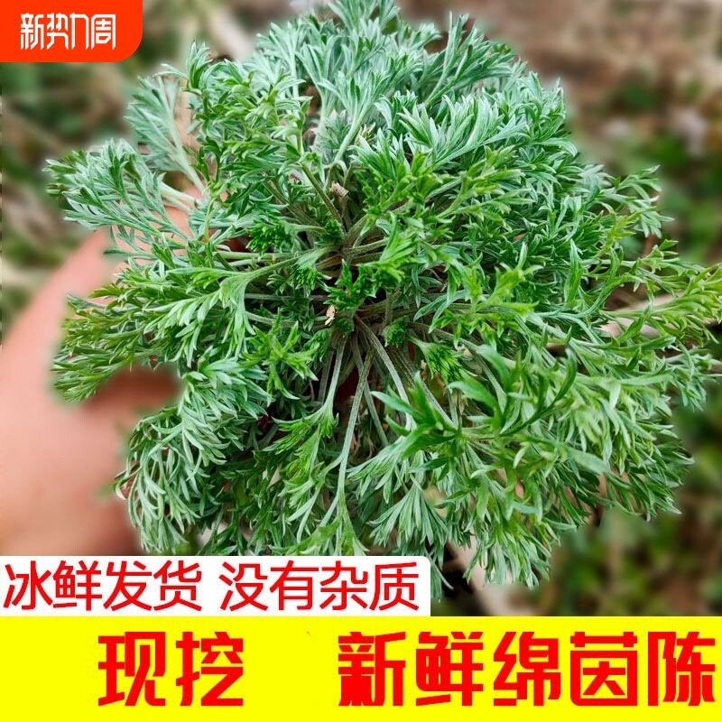 2026农家时令野菜野生白蒿茵陈新鲜棉茵陈蒿草绵应季现挖现发包邮