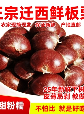 2025年正宗河北唐山迁西板栗生新鲜栗子3113燕山油栗子产