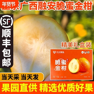 第三代融安脆蜜金柑3斤果王正宗脆甜金桔现摘现发新鲜水果礼盒装