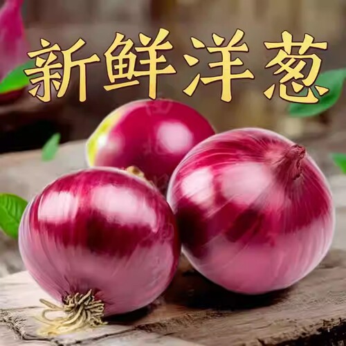 新鲜云南紫皮洋葱现挖现发辛辣