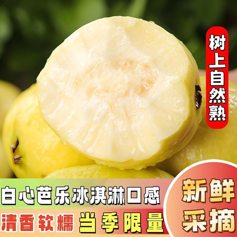 广西软心番石榴白心芭乐当季新鲜水果软糯香甜奶油芭乐果果园热带