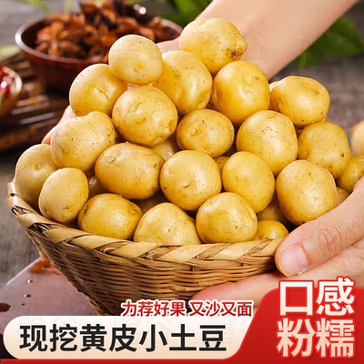 新鲜恩施土豆现挖黄心土豆洋芋农家自种蔬菜马铃薯960g/5/9斤批发