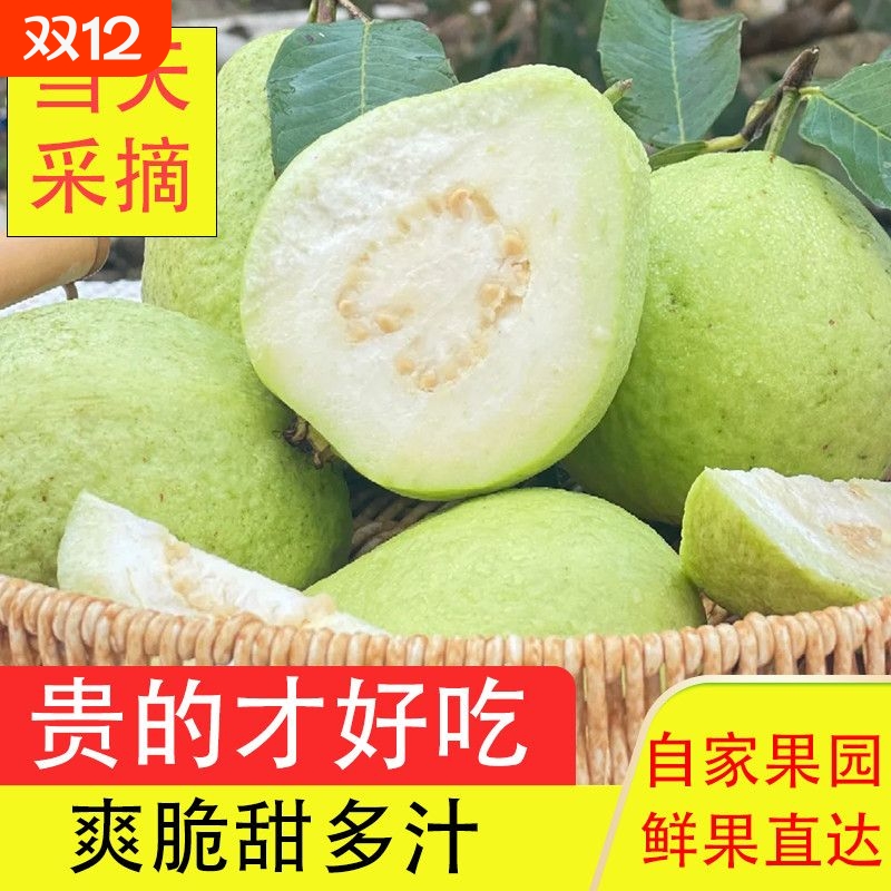 广州南沙番石榴万顷沙产地直发白心新鲜采摘硬脆甜现摘现发一整箱