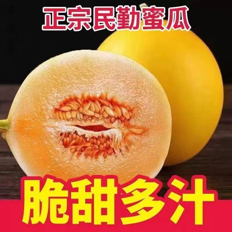 【顺丰包邮】甘肃民勤沙漠甜瓜金红宝黄河蜜瓜哈密瓜香瓜产地直发