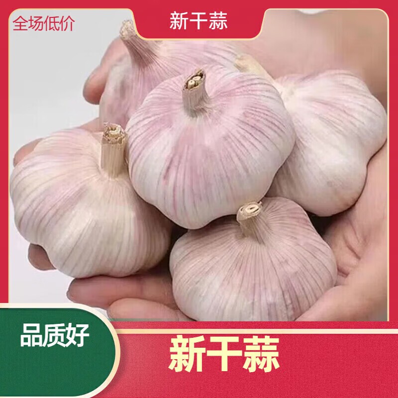 农家产地直发新干蒜大蒜头干蒜山东批发新鲜蔬菜白皮蒜