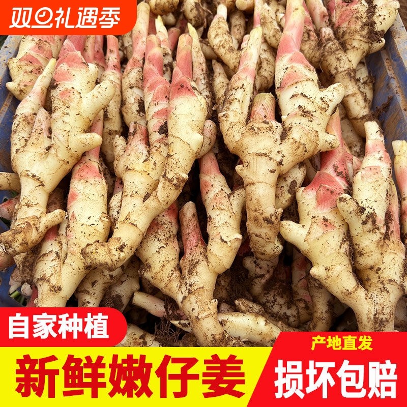 现挖山东辛辣红芽嫩姜