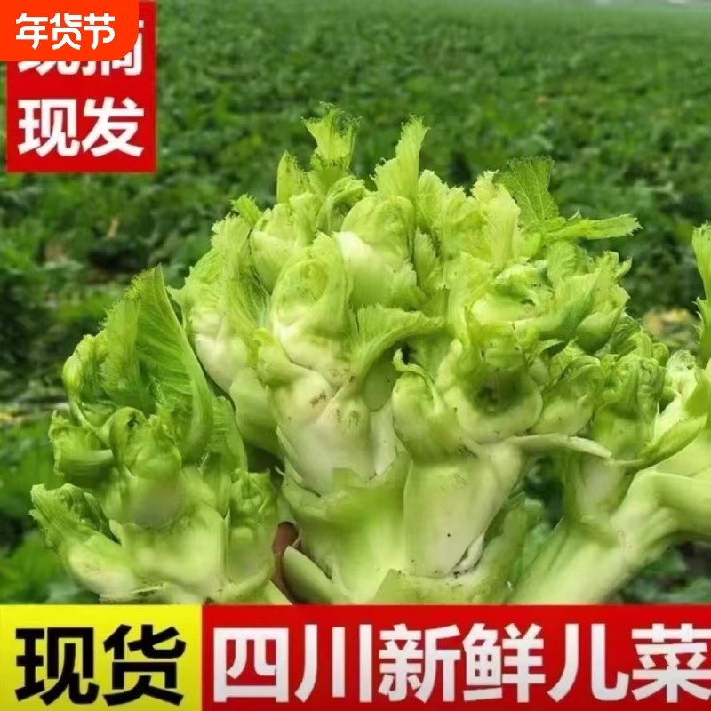 新鲜四川儿菜农家儿子自种抱儿娃娃时令应季芥菜蔬菜青菜批发现摘,水产肉类/新鲜蔬果/熟食,其它,淘宝优惠券,粉丝福利购,淘宝优惠卷