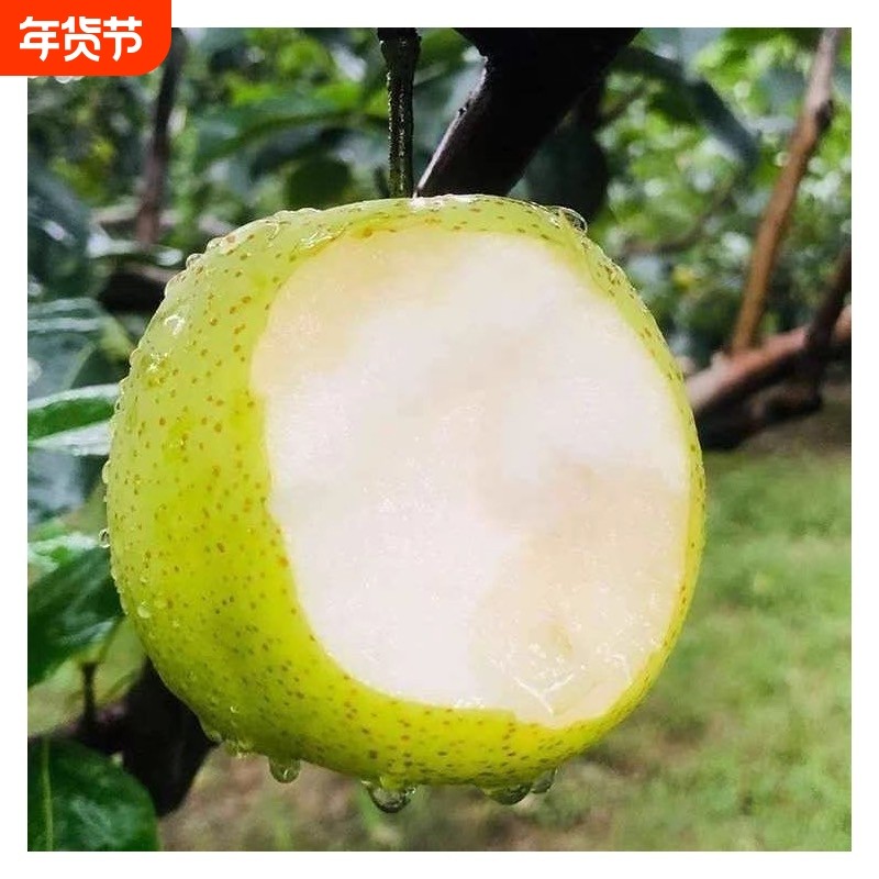 正宗青梨砀山皇冠梨爆甜无渣新鲜水果梨子砀山梨甘甜汁香甜多汁,水产肉类/新鲜蔬果/熟食,梨,淘宝优惠券,粉丝福利购,淘宝优惠卷