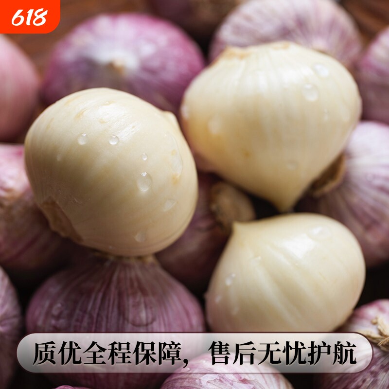 独头蒜云南大理新鲜应季5斤紫皮大蒜现挖现发农家优质特大果蔬菜
