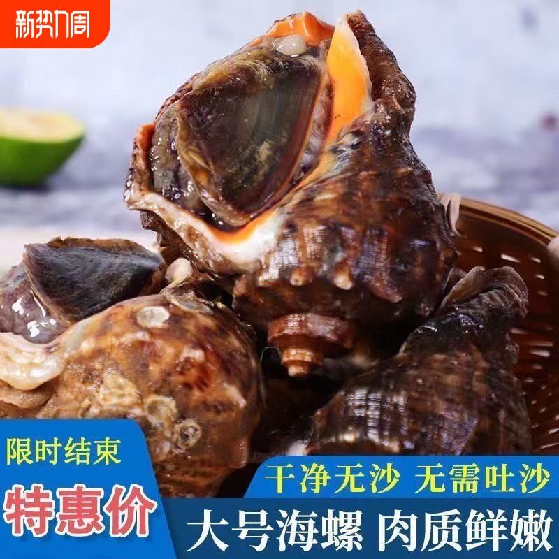 新鲜海螺海鲜大号贝类海螺新鲜响螺现发花螺水产生鲜批发海鲜商用