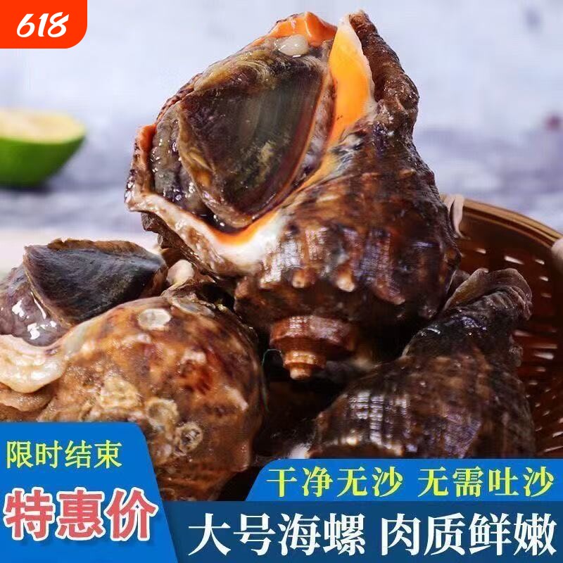 鲜活海螺海鲜大号贝类海螺新鲜响螺现发花螺水产海鲜商用生鲜批发