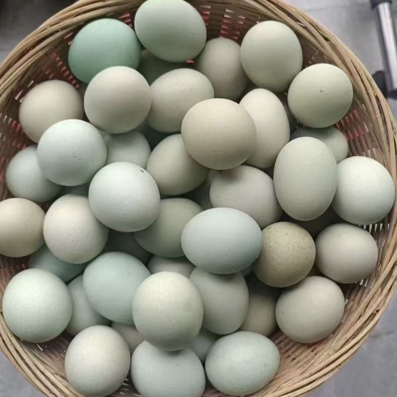 绿壳乌鸡蛋新鲜现捡农村散养正宗农家乌骨绿壳土鸡蛋月子营养鲜蛋