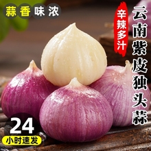 现挖2024云南独头蒜新鲜大蒜头紫皮独蒜湿红皮新干蒜5斤蔬菜