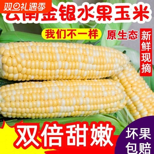 云南金银水果玉米9斤新鲜生吃甜玉米棒子苞谷米现摘糯包邮蔬菜