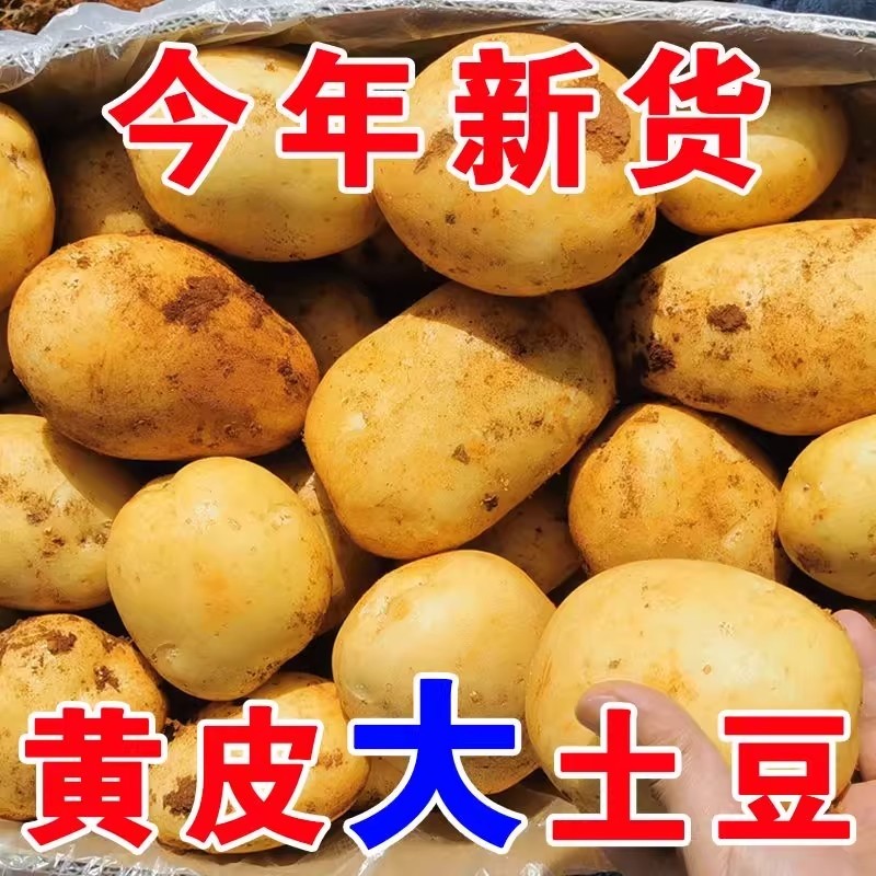 土豆新鲜贵州威宁黄心土豆农家马铃薯洋芋当季现挖土豆蔬菜批发,水产肉类/新鲜蔬果/熟食,土豆,淘宝优惠券,粉丝福利购,淘宝优惠卷