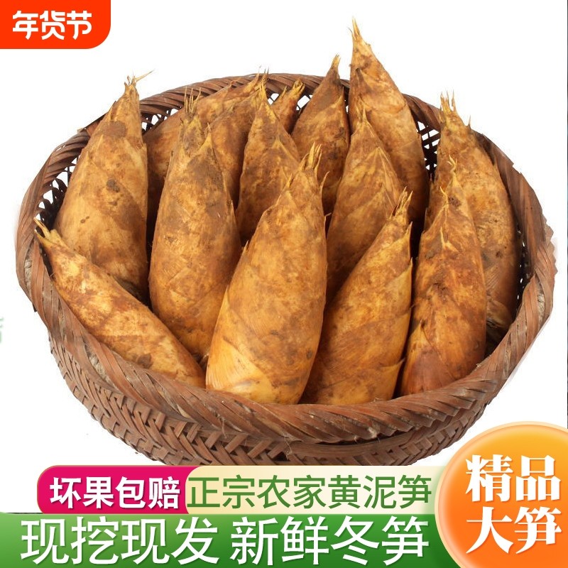 冬笋新鲜黄泥嫩笋带壳毛竹笋尖现挖现发高山野生农家蔬菜火锅配菜
