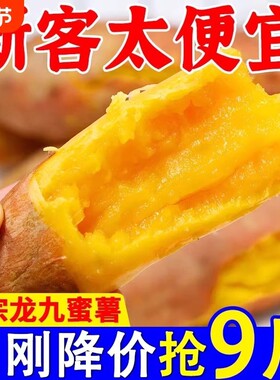 正宗沙地黄心蜜薯现挖龙九番薯新鲜地瓜板栗红薯山芋批发香甜自提