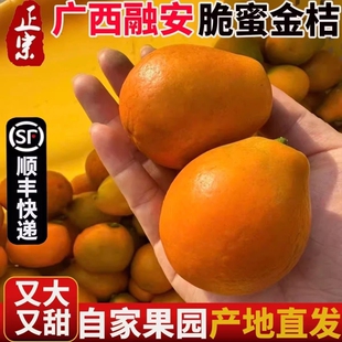 【顺丰包邮】正宗广西融安脆蜜金桔第三代脆蜜金柑应季水果礼盒