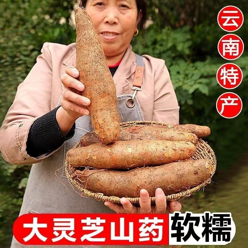 正宗新鲜软糯云南灵芝山药非淮山铁棍山药紫秤砣麻山药