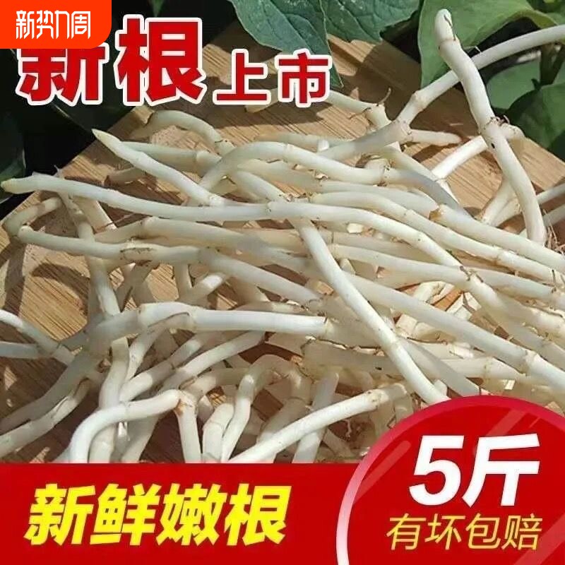 农家自种鱼腥草现挖新鲜折耳根侧耳根嫩根凉拌泡茶蔬菜时令