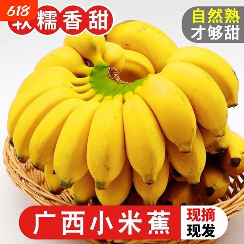 正宗广西小米蕉新鲜水果当季现摘现发小米香蕉孕妇新鲜应当季水果