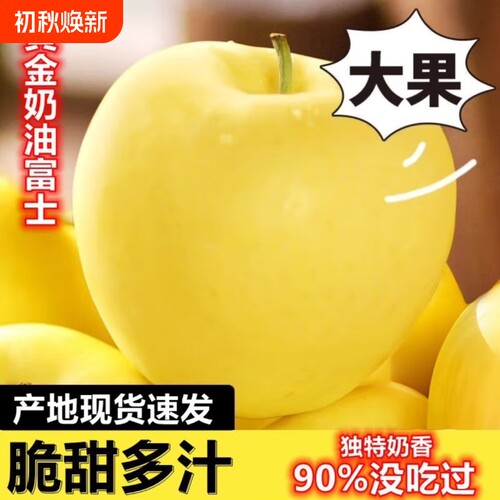 山东黄金奶油富士苹果爆汁脆甜新鲜水果当季采摘纯天然无公害批发