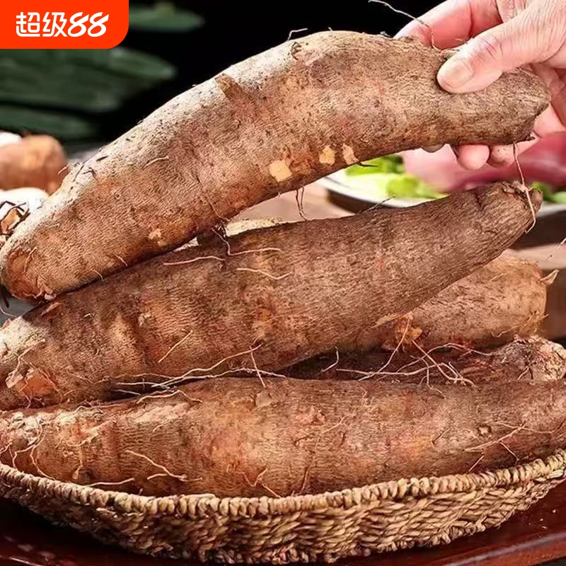 云南当季新鲜灵芝山药养胃大根糯滑营养秋冬煲汤美味营养老少皆宜