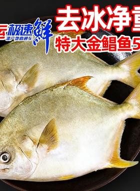 金鲳鱼特大鲳鱼海鱼金昌鱼平鱼银鱼白鲳鳊鱼鲜活新鲜冷冻冰鲜顺丰