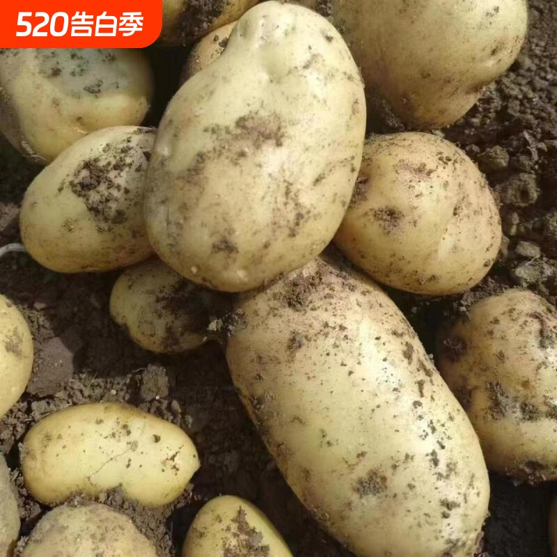 今年新土豆贵州 高山黄心黄皮土豆新洋芋老品种超粉马铃薯五斤