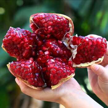 14.78四.川会.理突.尼斯软籽石榴5斤券后14.8元包邮 14.78四.川会.理突.尼斯软籽石榴5斤券后14.8元包邮