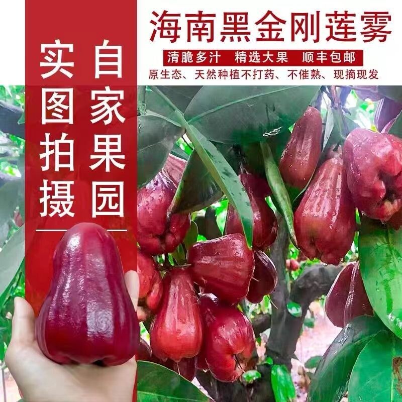 顺丰空运海南特产黑金刚莲雾大果莲雾果新鲜水果年货送礼品礼盒装