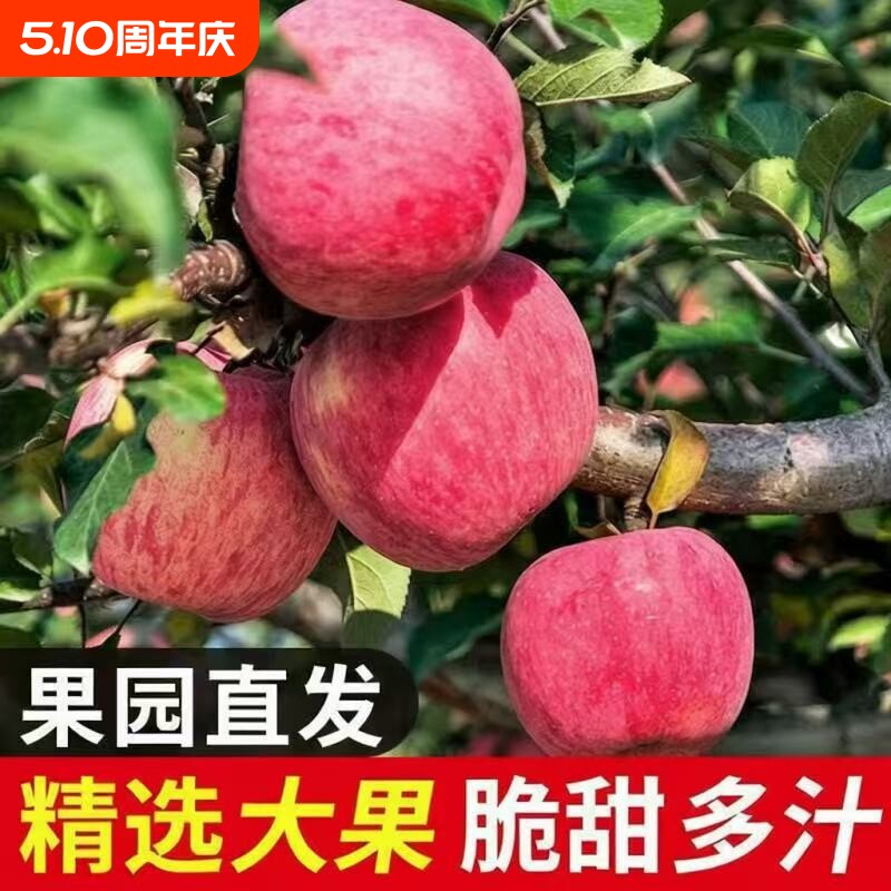 正宗红富士苹果脆甜优质新果产地直发竖条纹片红新鲜苹果大果