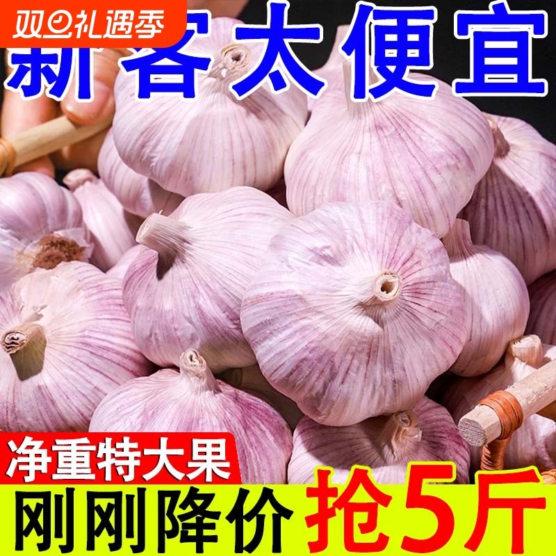 金乡紫皮大蒜批发|超1000人收藏