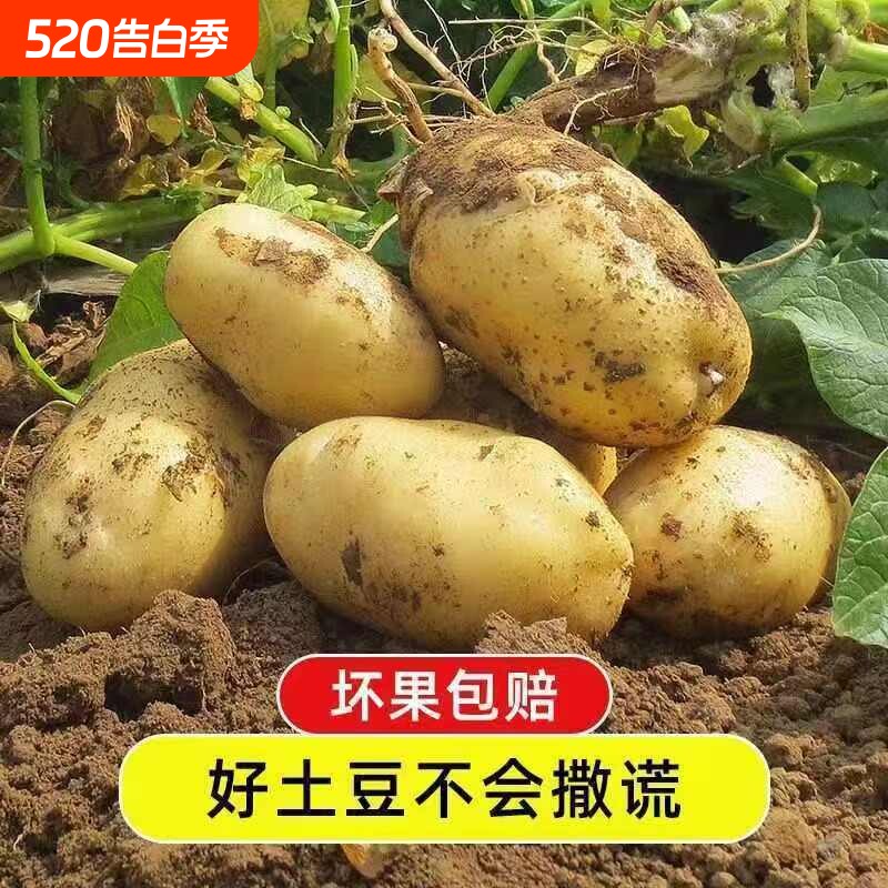 新鲜甘肃定西沙面土豆新鲜黄皮黄心洋芋5斤9斤装包邮马铃薯辅食