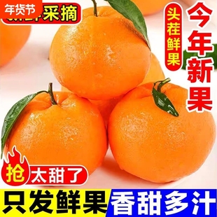 正宗湖南湘西椪柑橘子沃柑芦柑当应季老品种孕妇水果整箱批发现摘