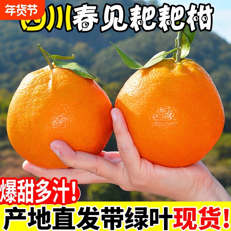 正宗四川春见耙耙柑新鲜橘子应季当季孕妇水果粑粑柑桔子整箱生鲜,水产肉类/新鲜蔬果/熟食,桔子,淘宝优惠券,粉丝福利购,淘宝优惠卷