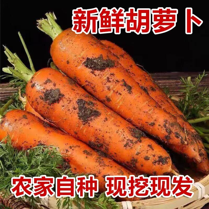 红萝卜河南胡萝卜新鲜现挖农家自种蔬菜宝宝辅食甜脆多汁营养健康